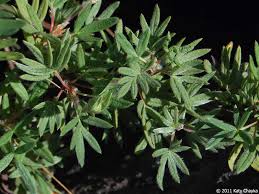 <p><span>Deciduous shrub with small, pinnate green leaves and bright yellow flowers. Used ornamentally and for landscaping.</span></p>