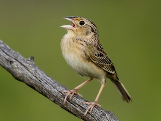 <p>Grasshopper Sparrow</p>