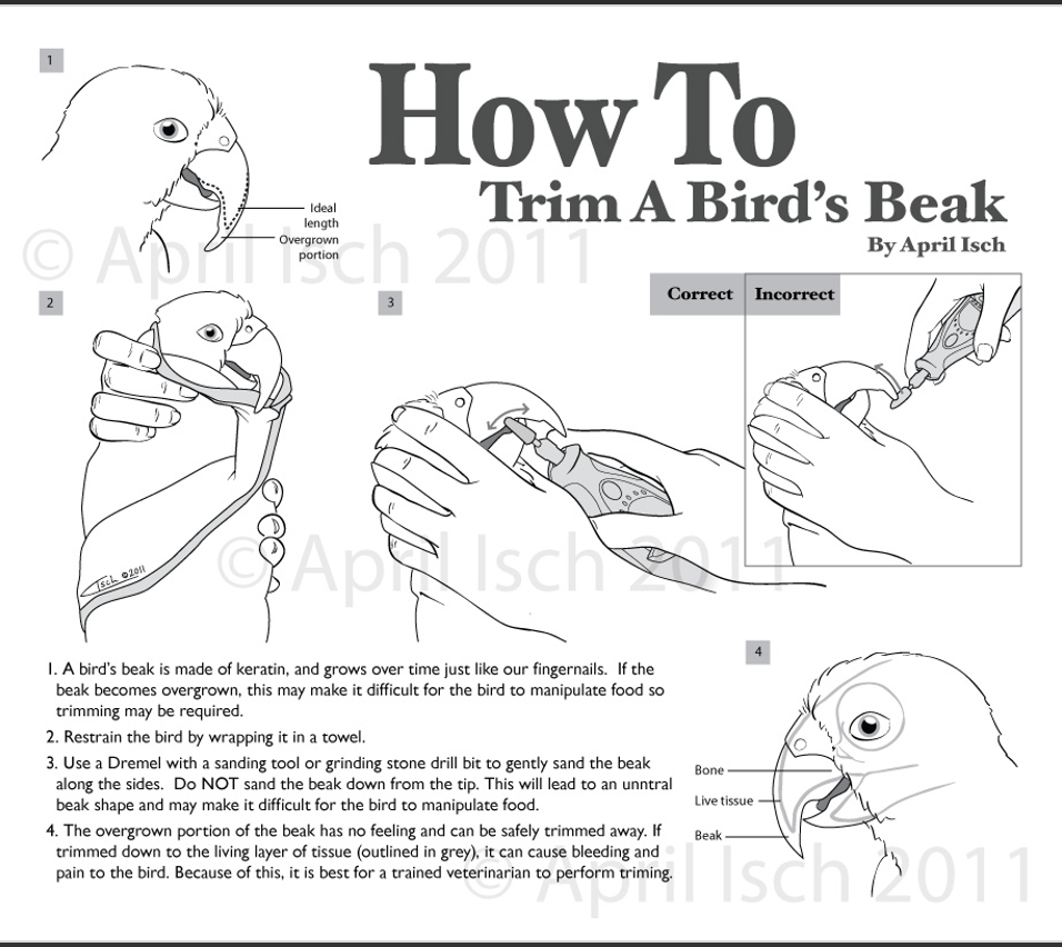 <p>Bird beaks grow throughout life Birds usually wear beaks down If not, the owner will need to trim the beak</p>