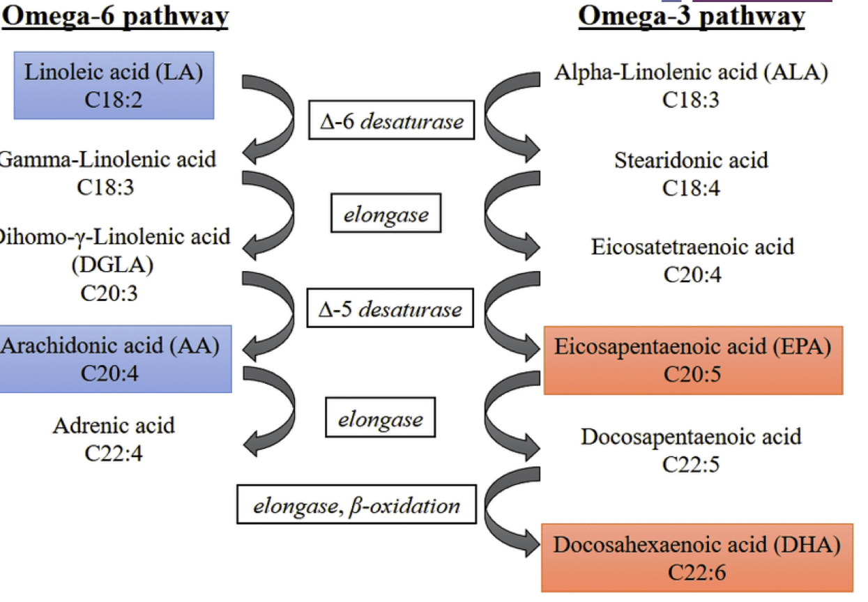 <p>omega 6:</p><ul><li><p>LINOLEIC (LA)</p></li><li><p>ARANCHIDONIC (AA)</p></li></ul><p>omega 3:</p><ul><li><p>EICOSAPENTAENOIC (EPA)</p></li><li><p>DOCOSAHEXANOIC (DHA)</p></li></ul><p></p>