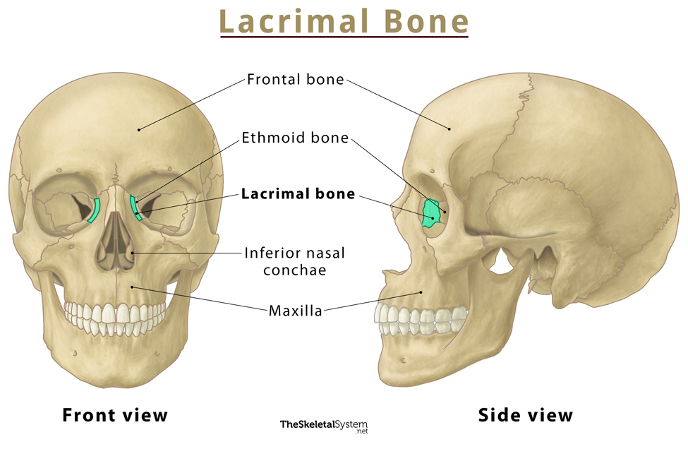 <p>Small fragile bone making up part of the front inner walls of each eye socket and providing room for the passage of the lacrimal ducts; drains eyes to nasal</p>