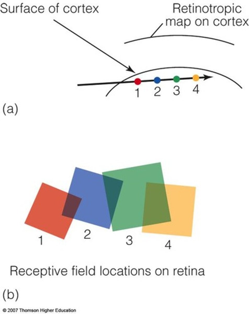 <p>It corresponds each location on the retina to a location in the visual cortex.</p>