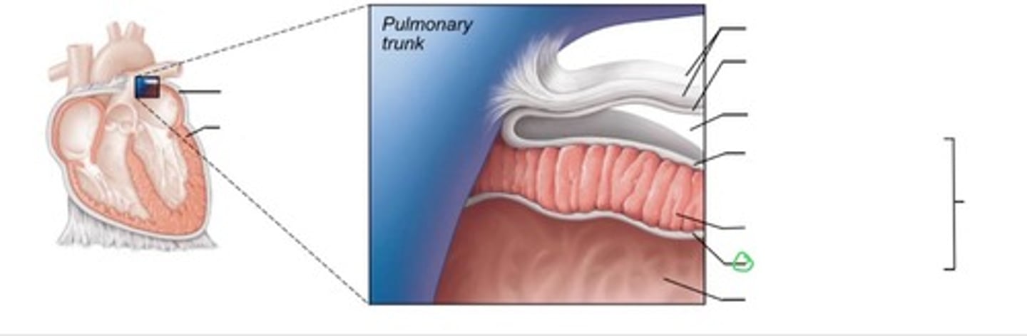 <p>continuous with endothelium of blood vessels; lines heart chambers and covers valves</p>
