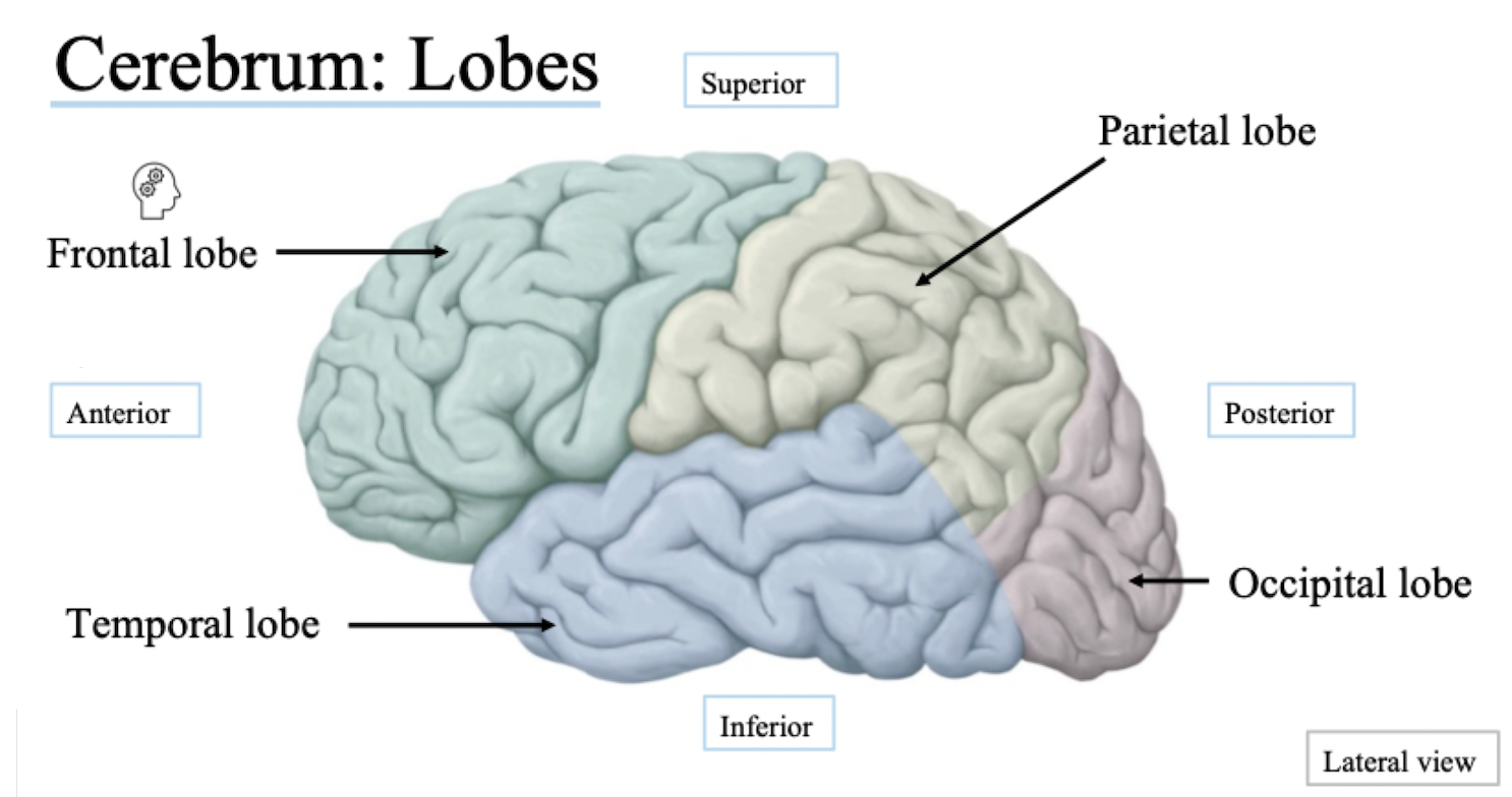 <p><u>Frontal lobe</u></p><ul><li><p>Largest lobe</p></li><li><p>Executive function</p><ul><li><p>Planning, mood, decisions</p></li></ul></li><li><p>Integration centre</p></li></ul><p><u>Temporal lobe</u></p><ul><li><p>Responsible for auditory processing and speaking/verbal responses</p></li><li><p>Being able to connect thoughts and responses to speaking and hearing</p></li></ul><p><u>Parietal lobe </u></p><ul><li><p>﻿﻿Responding to stimuli from the environment</p></li><li><p>﻿﻿Creates mental body map of where you are in space (proprioception)</p></li></ul><p><u>Occipital lobe </u></p><ul><li><p> Responsible for vision</p></li></ul>