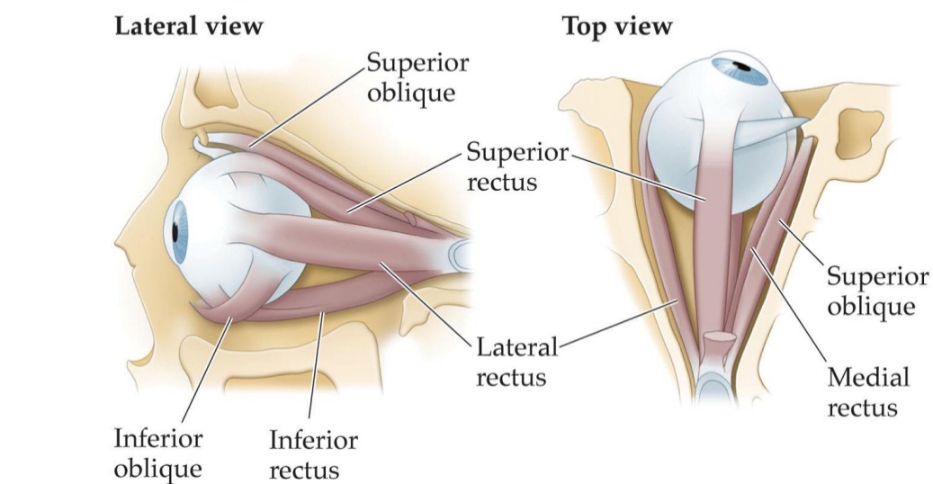 <ul><li><p>six muscles are attached to each eye and are arranged in three pairs:</p><ul><li><p>Inferior/superior/lateral/medial rectus</p></li><li><p>Inferior/superior oblique</p></li></ul></li></ul><p></p>