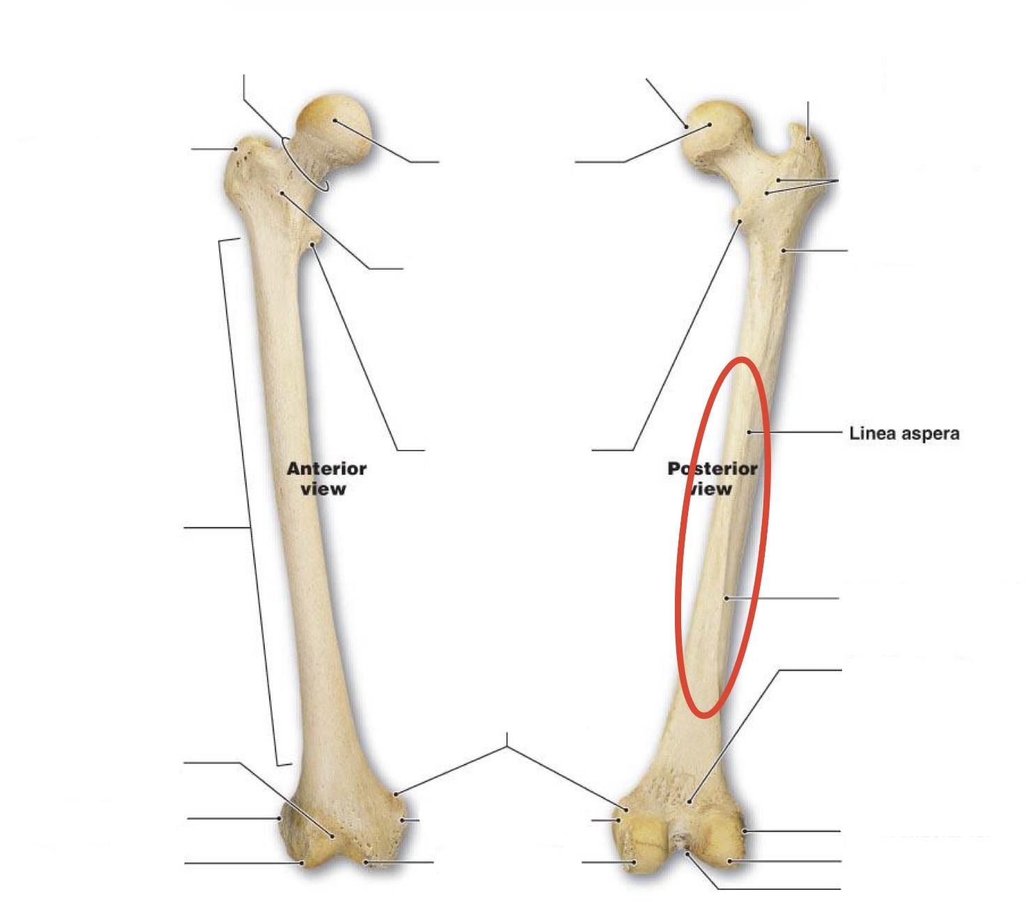 <p><span><span>Linea aspera</span></span></p>