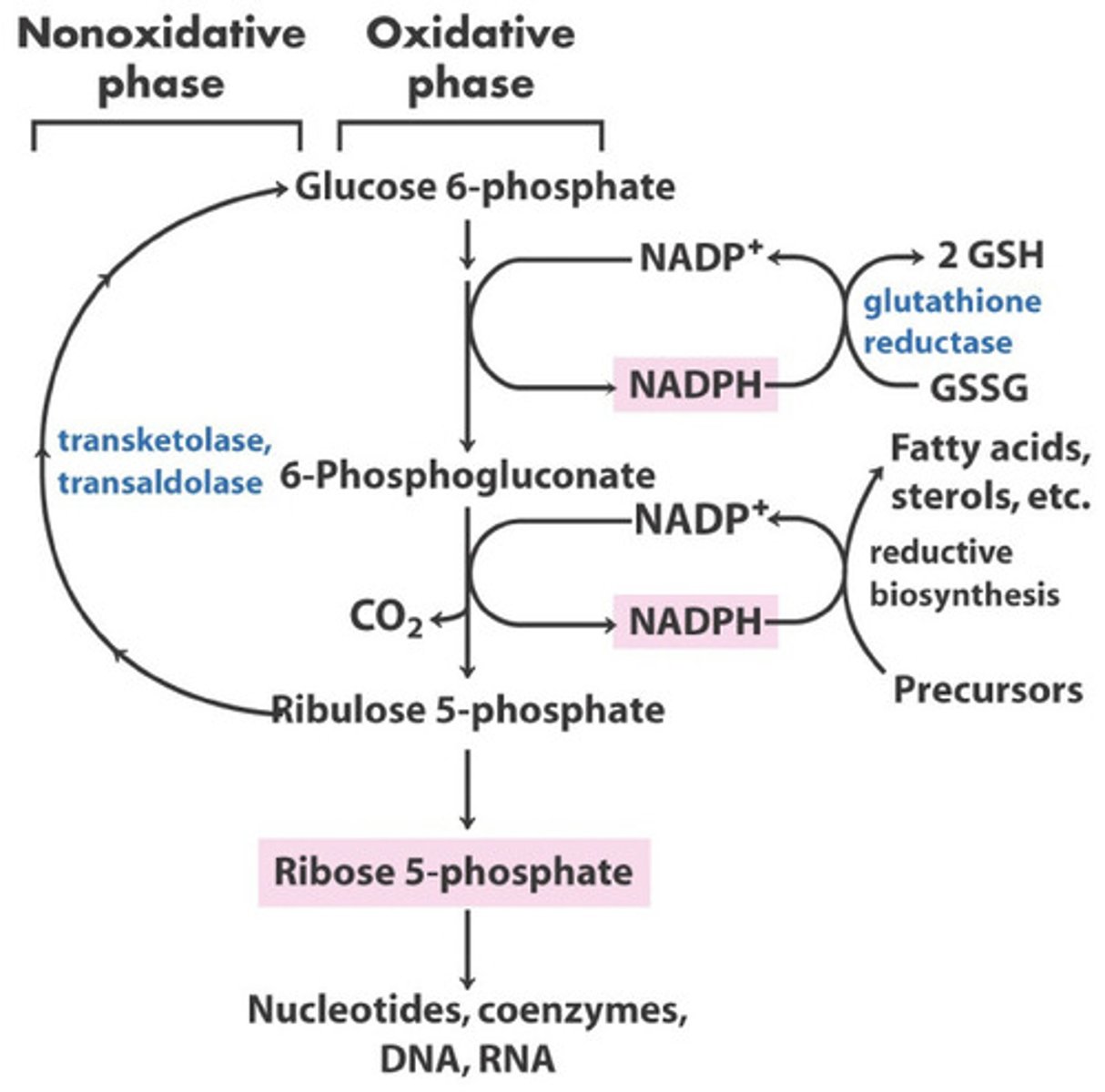 <p>The main goals of the pentose phosphate pathway are to produce NADPH for anabolic reactions, and ribose 5-phosphate for nucleotides</p>