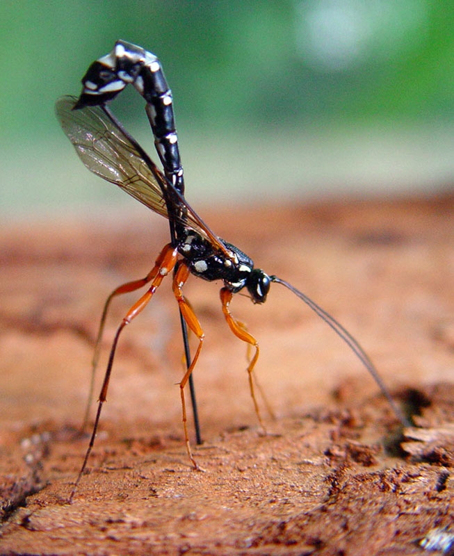 <ol><li><p>Two-segmented trochanters</p></li><li><p>Horsehead cell visible in front wing (i,e, forewings lack a costal cell)</p></li><li><p>Females with a long, slender ovipositor</p></li><li><p>16 or more segments in the antennae</p></li></ol><p></p>