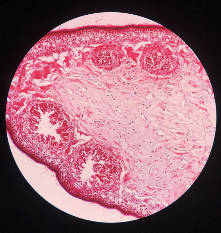 <p>Fucus belongs to stramenopiles - brown algae - does alternation of generations</p><p>Be able to label the conceptacle wall, antheridium, and sperm location</p>