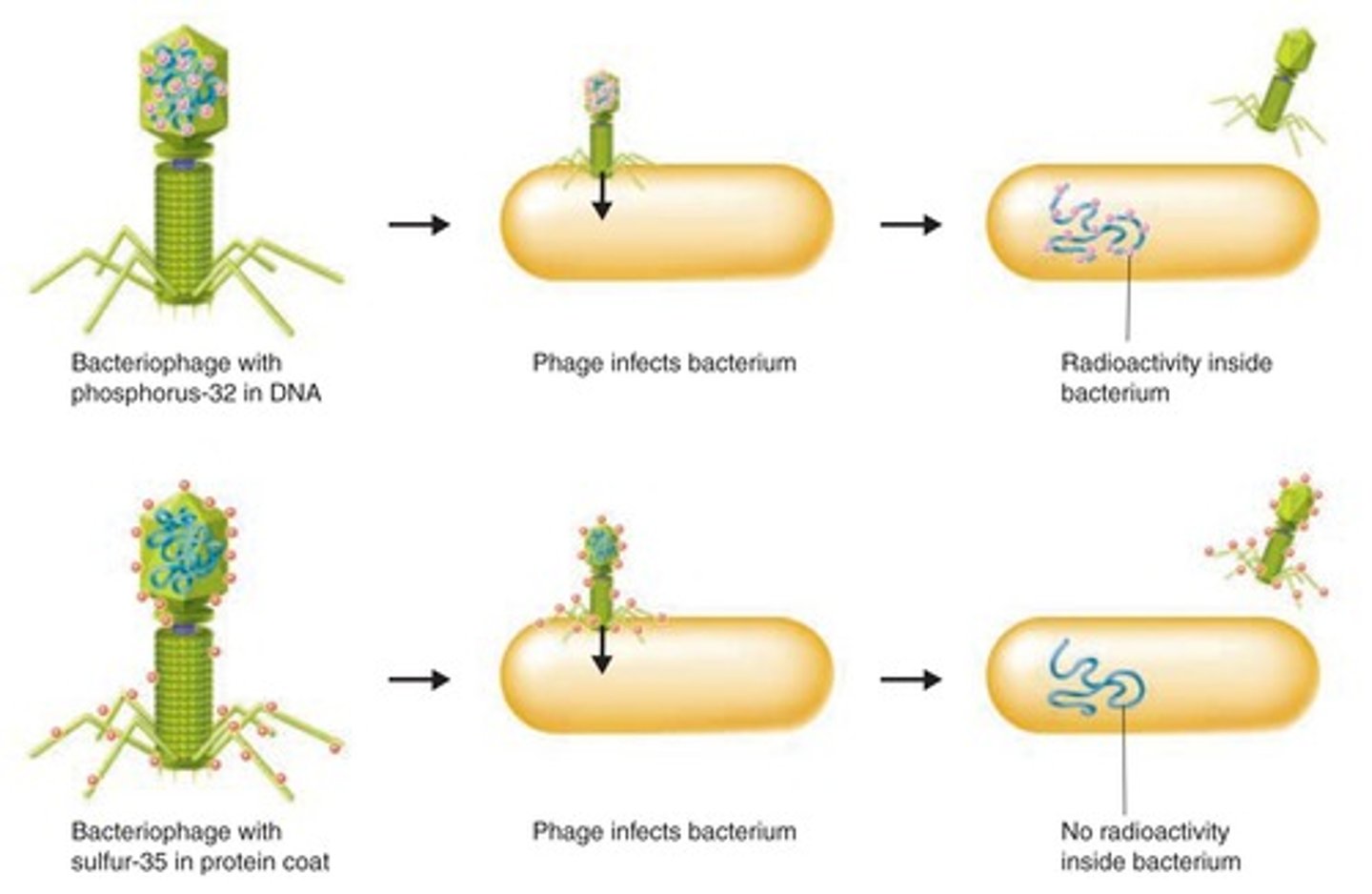 <p>The molecule of heredity must be pasted from generation to generation. When Hershey and Chase demonstrated that radioactively tagged DNA is present across generations of bacteriophages and that radioactively tagged protein is not, they demonstrated that nucleic acids must be the genetic material.</p>