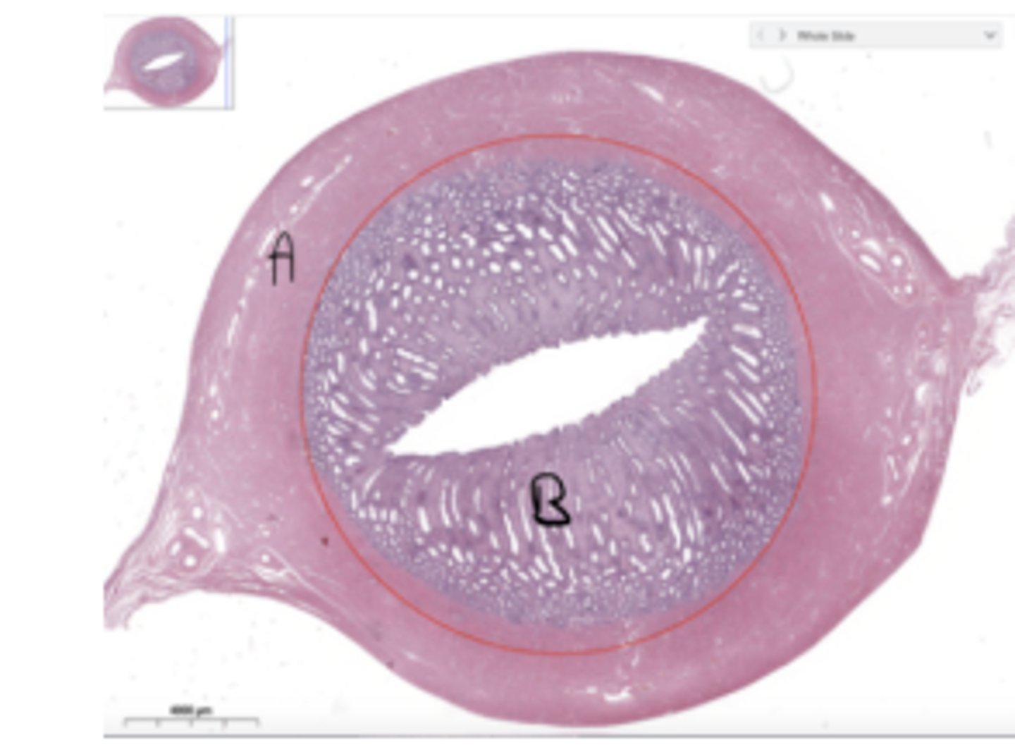 knowt flashcard image