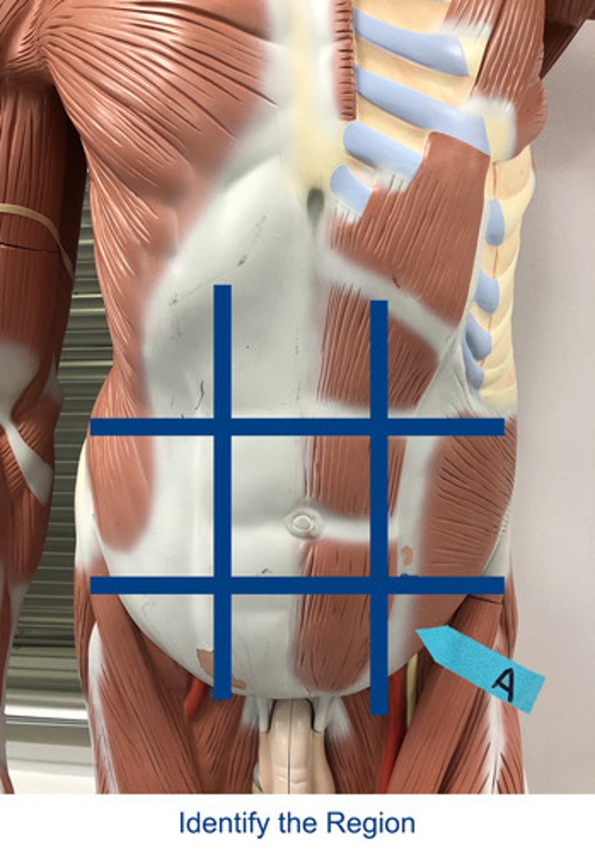<p>Identify the area indicated by the arrow.</p>