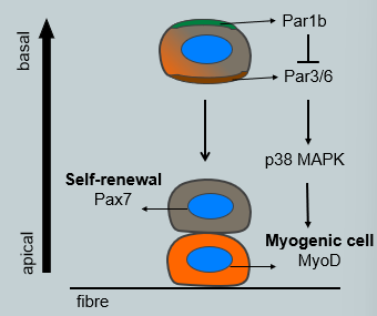 <p>Satellite cells use asymmetric cell division to simultaneously produce a committed myogenic cell and renew the stem cell pool. This process is oriented by the niche. <br></p><ul><li><p><strong>Polarity:</strong> The satellite cell is polarized, with an apical side facing the myofibre and a basal side facing the basal lamina.</p></li><li><p><strong>Mechanism:</strong> During division, the Par protein complex is asymmetrically segregated. Par1b localized to the basal side, where it inhibits Par3/6 on the apical side. This leads to downstream signaling (via p38 MAPK) being activated only in the basal daughter cell.</p></li><li><p><strong>Outcome:</strong> The daughter cell that inherits the basal domain (and keeps high Pax7+ expression) undergoes self-renewal and remains a satellite stem cell. The daughter cell that inherits the apical domain activates MyoD and commits to becoming a myogenic cell destined for differentiation and fusion.</p></li></ul><p></p>