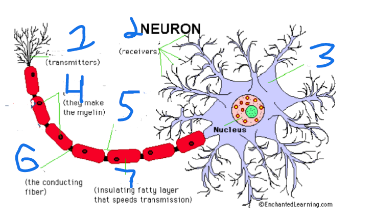 <p>Identify the Neuron</p>