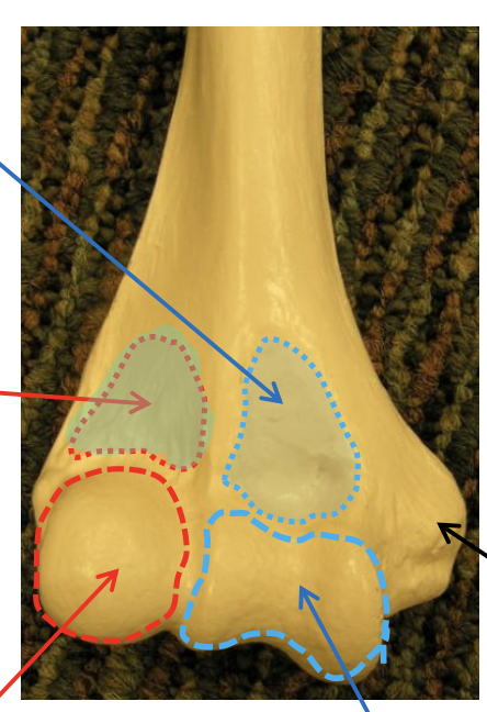 <p>Name the highlighted (teal, left) region.</p>