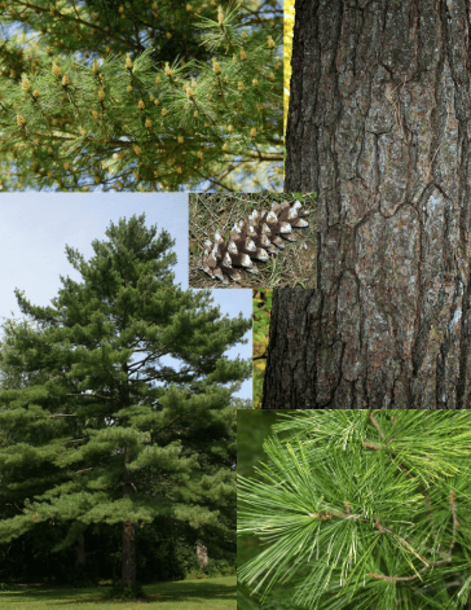 <p>Pinus strobus</p>