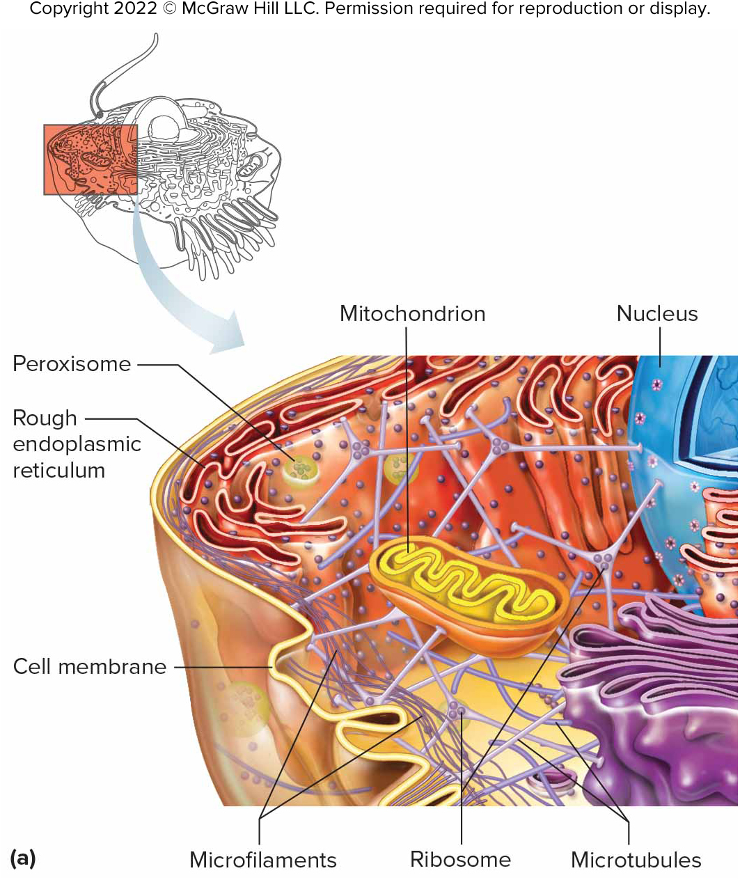 <p>Cytoskeleton</p>