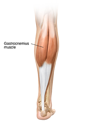 <p>Ankle, Foot, &amp; Toes Muscle Location:</p>