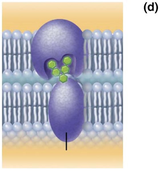 What is the function of this membrane protein?