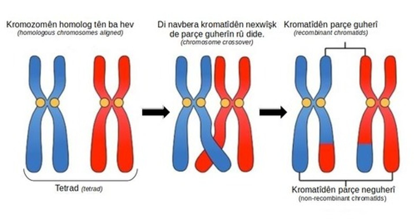 <p>The exchange of chromosome segments between homologous chromosomes that occurs during prophase 1 of meiosis 1.</p>