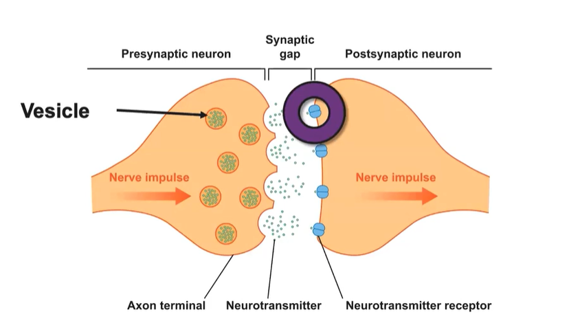 <p>Neurotransmitters lock into the dendritic receptors/ postsynaptic receptor site  (like lock and key) → reuptake</p>