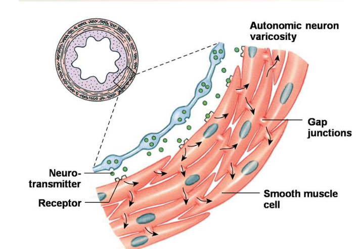<p>Where are single-unit muscles found in the body?</p>