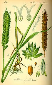 <p>triticum aestivum</p>