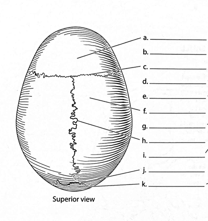 <p>ID → Frontal Bone</p>