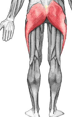 <p>origin: dorsal ilium, sacrum and coccyx </p><p>insertion: gluteal tuberosity of femur </p><p>function: lowers knees and moves thighs back </p>