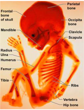 <p>Endochondral Ossification Overview</p>
