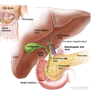 <ul><li><p>where most digestion occurs in small intestine</p></li><li><p>RECIEVES secretions from gallbladder and pancreas</p></li></ul><p></p>