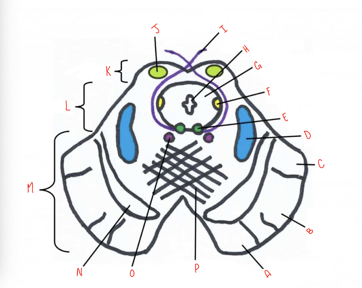 <p>What structure of the sliced inferior colliculus section of the midbrain is labeled E?</p>
