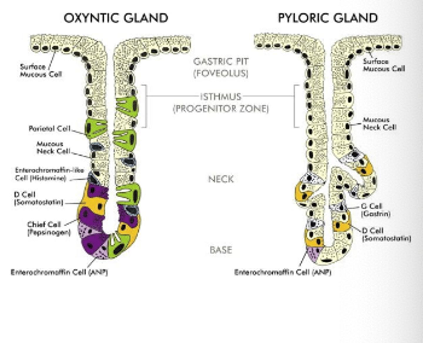 <p>. G cells</p><p>. D cells</p><p>. Enterochromaffin-lie cells (ECL)</p>