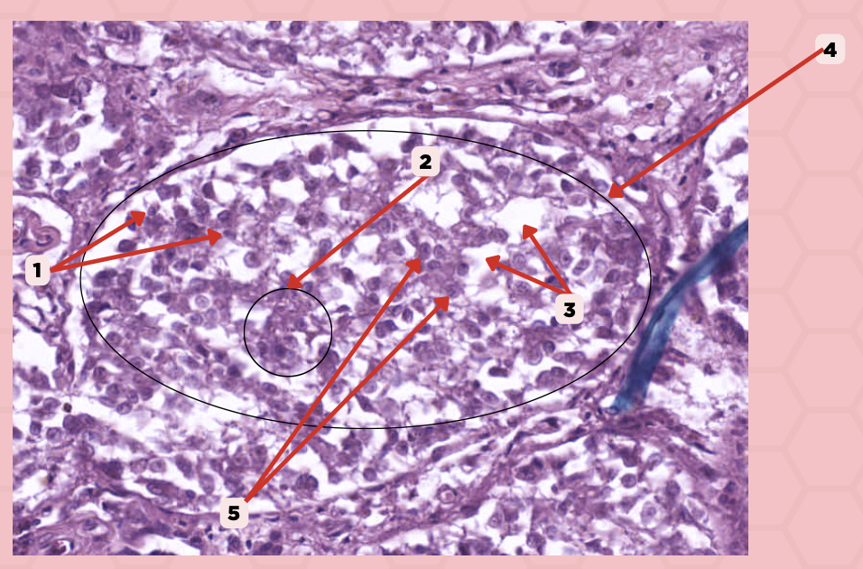 <p>Identify the structure labeled as 3.</p>