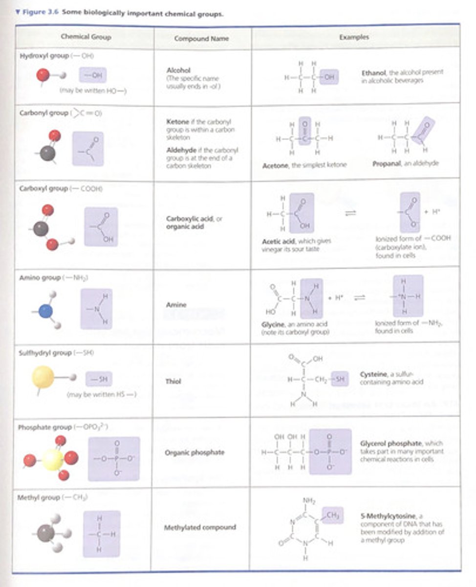 <p>The chemical groups that affect molecular function by being directly involved in chemical reactions are known as functional groups.</p><p>1. Hydroxyl (—OH)</p><p>2. Carbonyl (&gt;C=O)</p><p>3. Carboxyl (—COOH)</p><p>4. Amino (—NH2)</p><p>5. Sulfhydryl (—SH)</p><p>6. Phosphate (—OP(O3)^2-)</p><p>7. Methyl (—CH3)</p><p>All but the sulfhydryl group are hydrophilic, and all but the methyl group can act as functional groups.</p>
