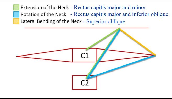<p>- Rectus capitis major and minor</p>