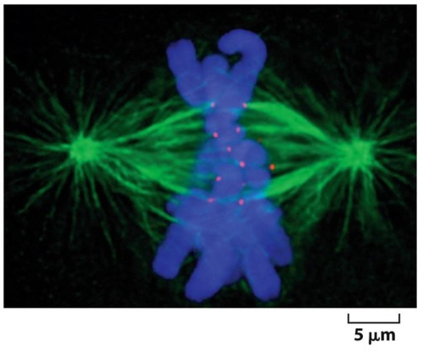 <p>Chromosomes align at the metaphase plate, each chromosomes should be bioriented under tension</p>