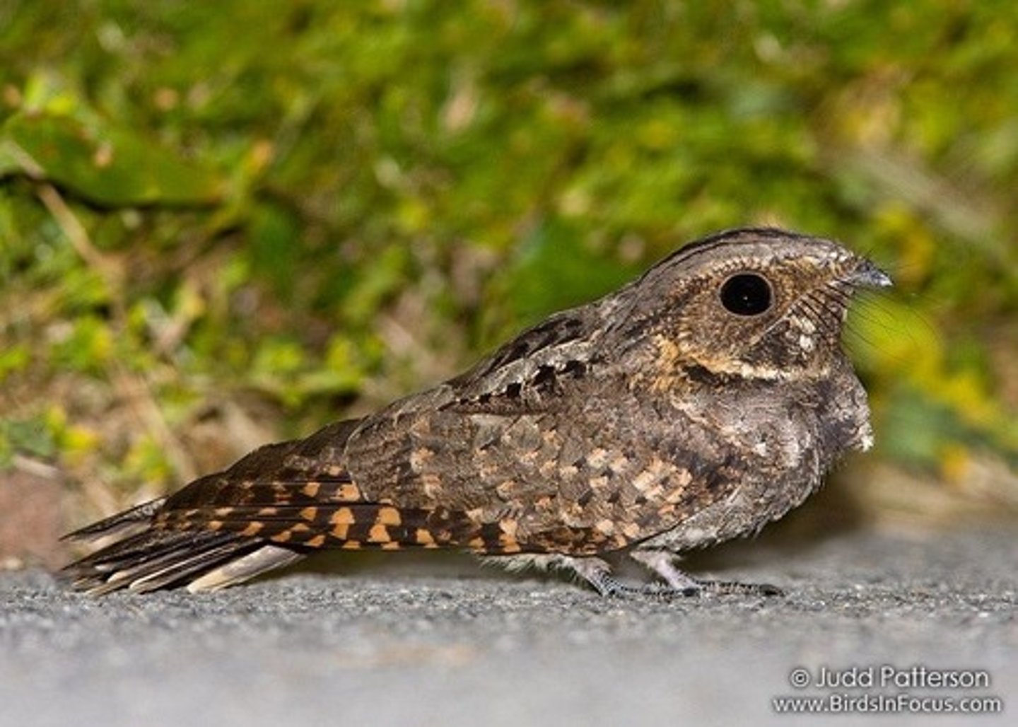 <p>Eastern Whip-poor-will</p>