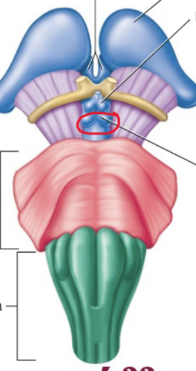 <p>Feature. Bottom 2 wings on the butterfly</p>