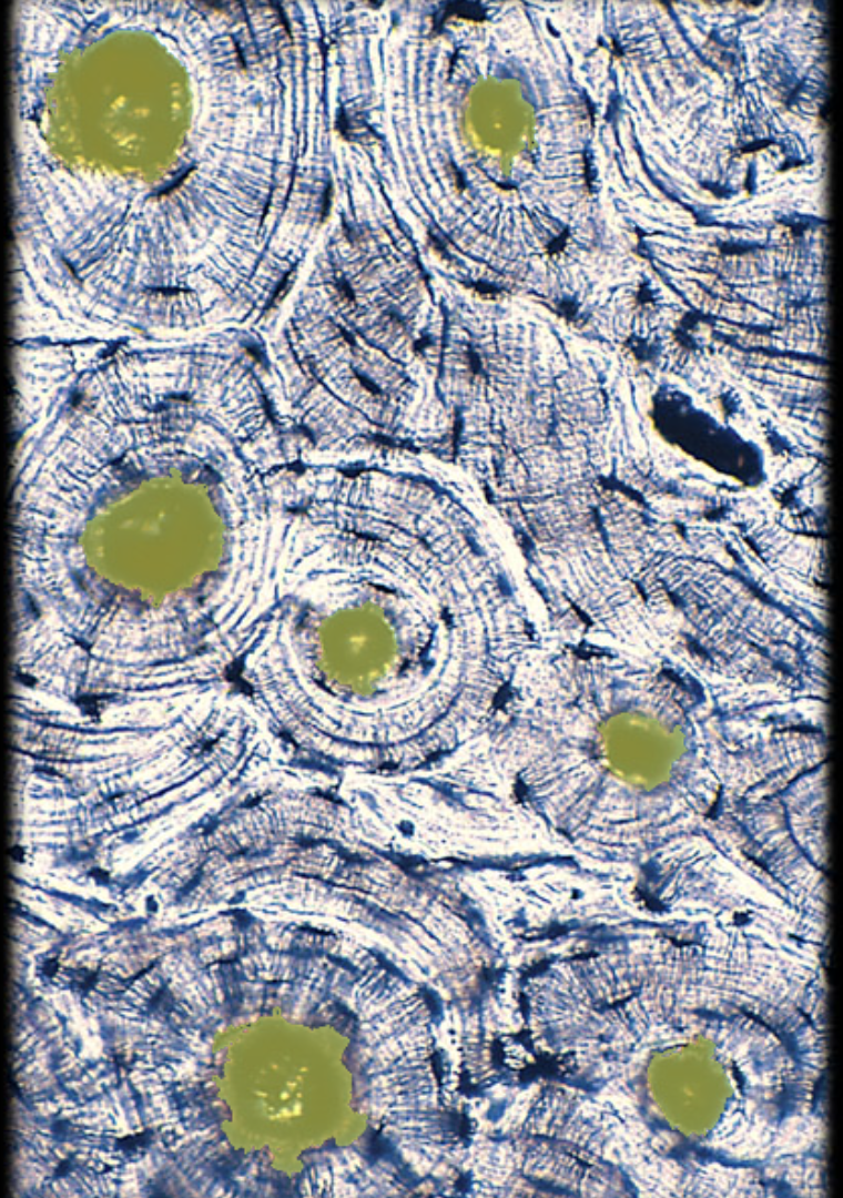 <p>What is the highlited part called? </p>