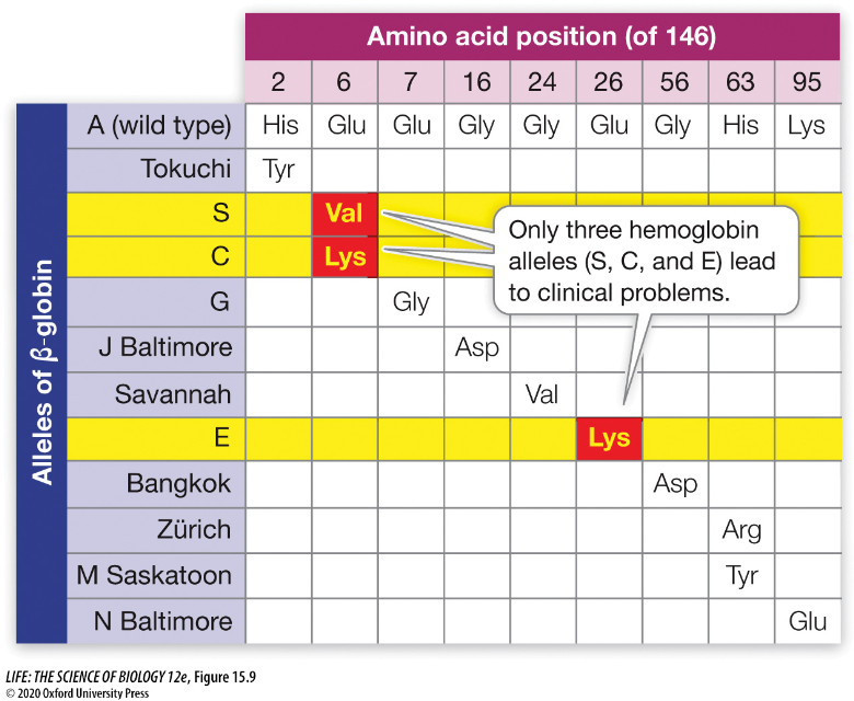 <p><strong><u>Abnormal Hemoglobin</u></strong></p><p>What happens as a result of the abnormal protein in the β-globin chain (specifically position 6)?<br><br><strong>Concept 15.2 Mutations in Humans Can Lead to Diseases</strong></p>