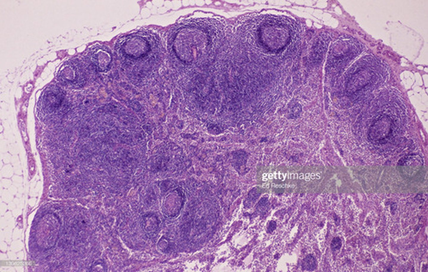 <p>What is the organ?</p>