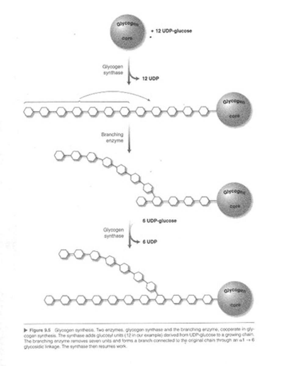 <p>Enzyme responsible for glycogen synthesis.</p>