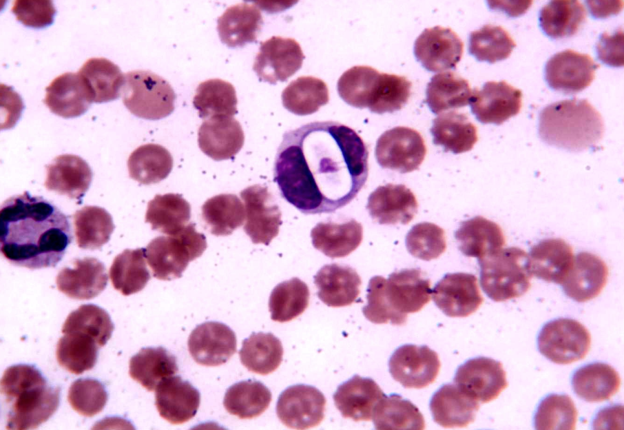 term image