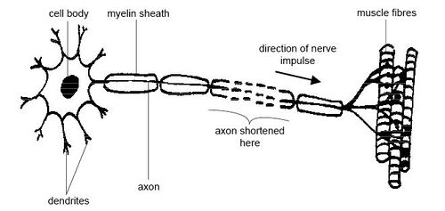 <p>Name the neurone shown </p>