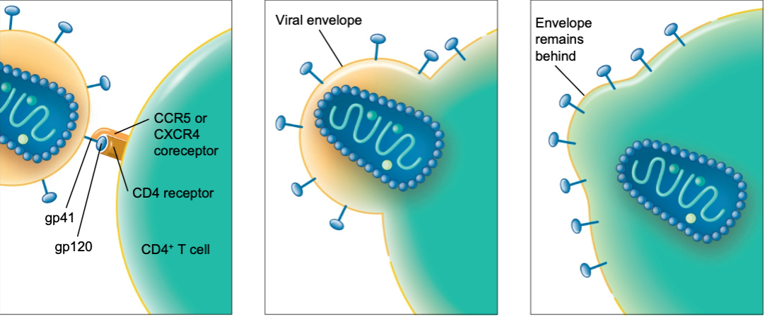 <p>basic three stages of HIV attachment to receptors on target T cell</p>