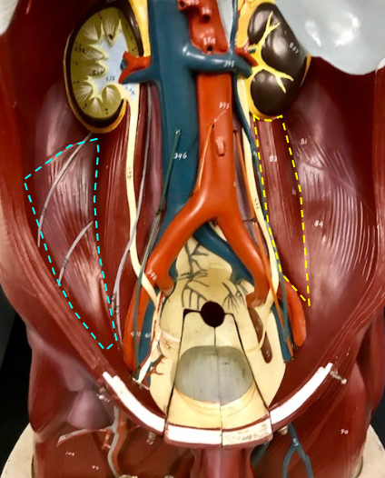 <p>What muscle is outlined in blue? Function?</p>
