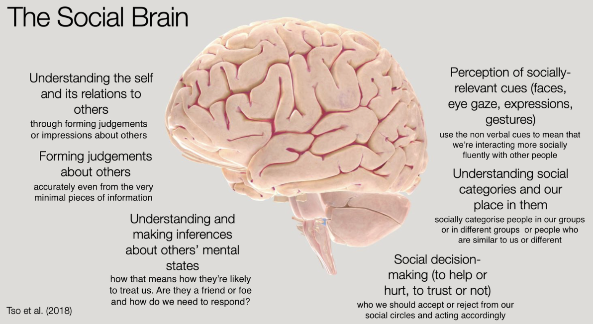 <ul><li><p>understanding the self and its relations to others</p></li><li><p>forming judgements about others</p></li><li><p>understanding and making inferences about others’ mental states</p></li><li><p>perception of socially-relevant cues (faces, eye gaze, expressions, gestures)</p></li><li><p>understanding social categories and our place in them</p></li><li><p>social decision-making (to help or hurt, to trust or not)</p></li></ul>