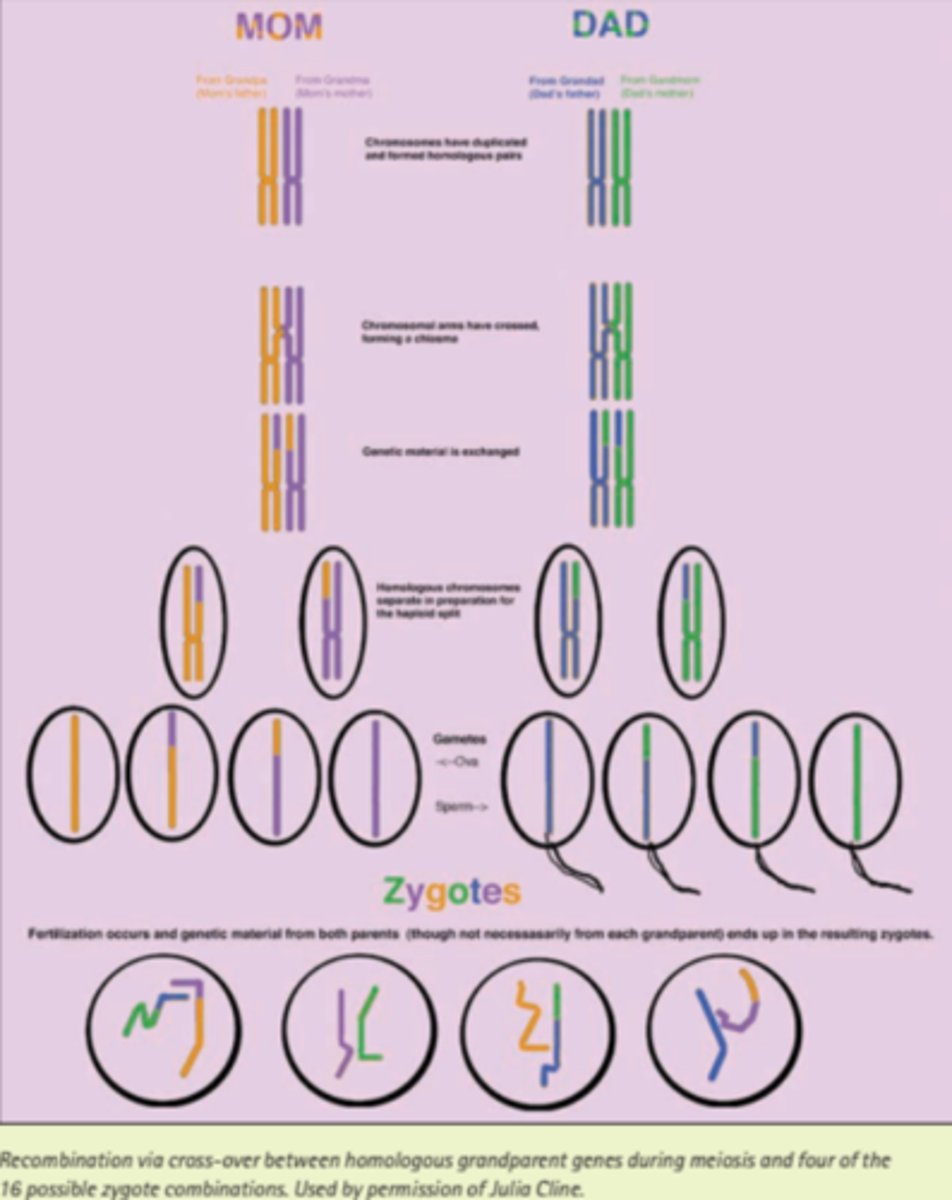 <p>1) they increase genetic variability in human population = protection against congenital defects + environmental stresses</p><p>2) chiasma formed during cross over ties homologous chormosomes together = proper segregation during separation of meiosis</p>