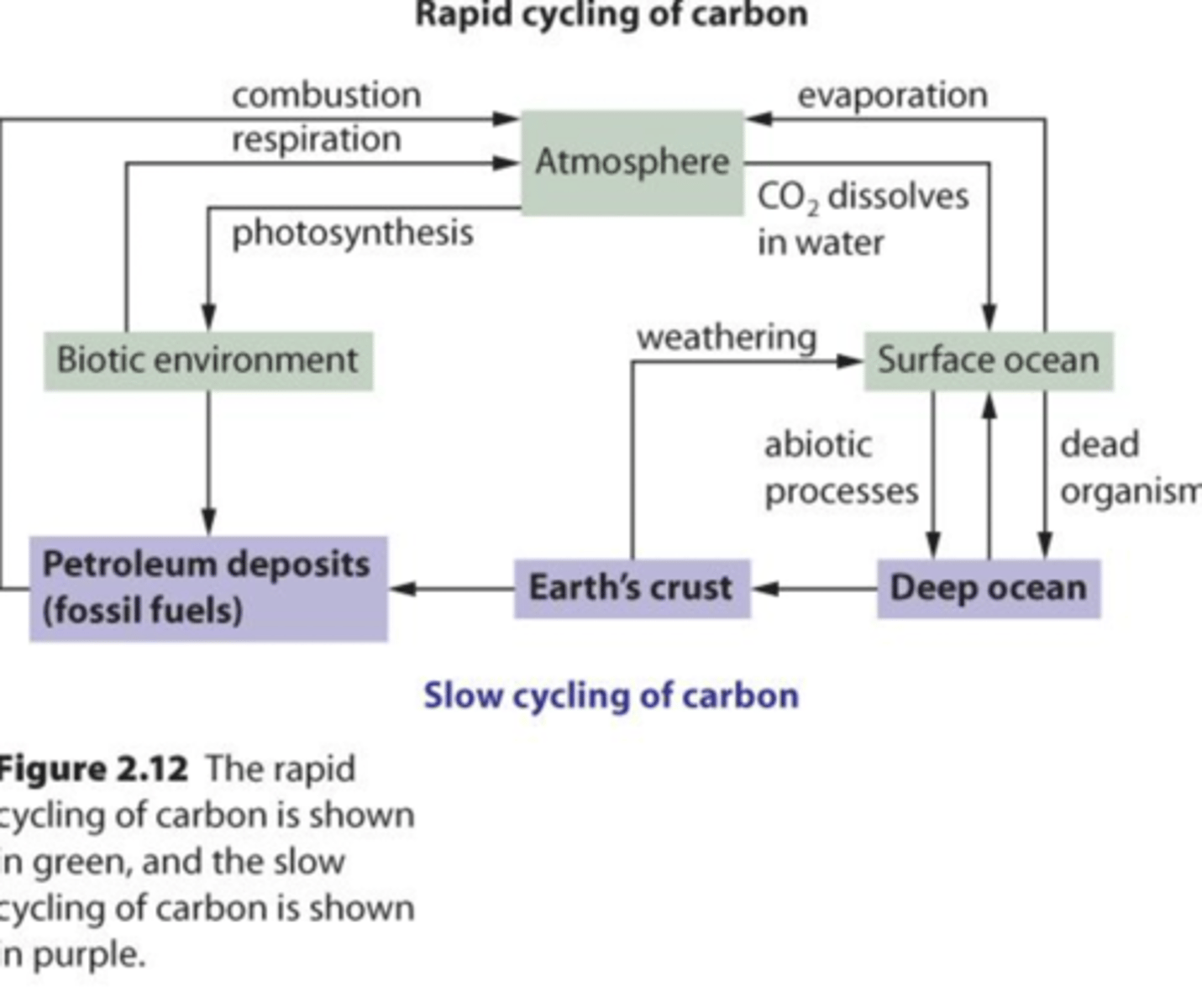 <p>- Plants, algae, and bacteria take in atmospheric carbon dioxide and use it to perform photosynthesis, bringing carbon into the living world. Animals then obtain their carbon from these photosynthesizing organisms. <br>- The carbon cycle is completed when carbon moves back into the atmosphere as carbon dioxide, produced through the respiration of living things and the decomposition of dead organisms.</p>